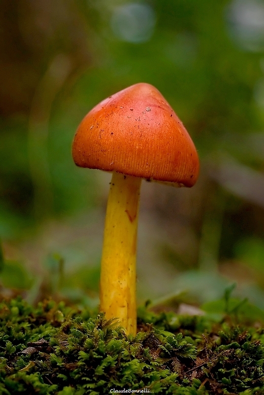 612659382_champignon2987_filtered.jpg.b1cf9cb7d289ae8c16d9a3a37cbcbbb1.jpg