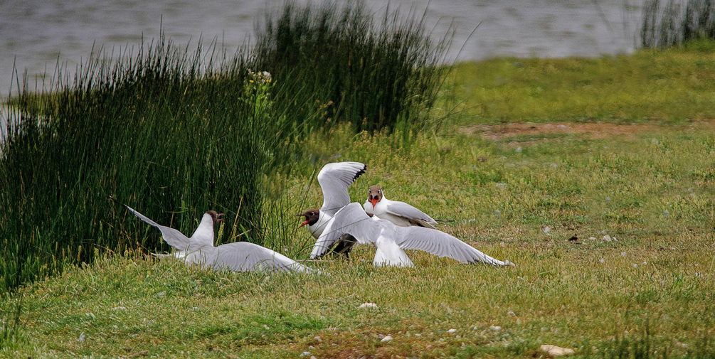 DSC_7873.JPG