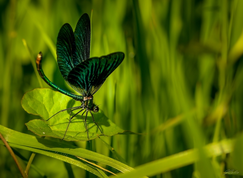 _DSC6589-1.JPG.332832ab40ade21e3737c18a55ae369e.JPG