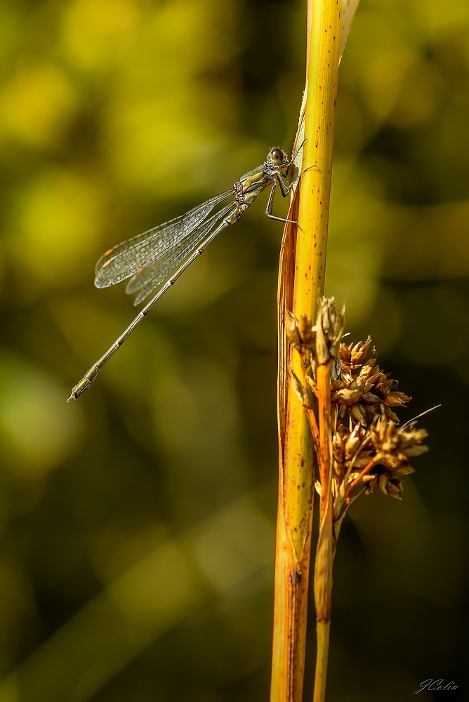 _DSC7062-4.JPG.697e2e26a97bb048ebd026bf3b4b10d7.JPG