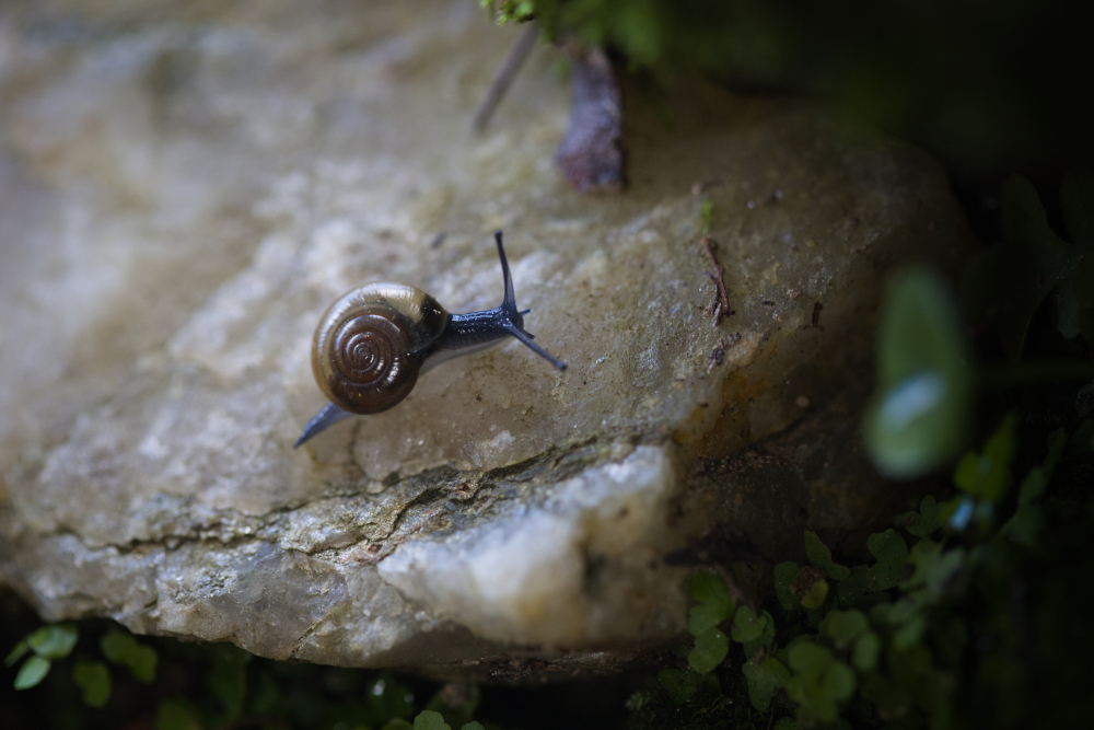 escargot3100.jpg.d3c267364220cf80d64cfac95d5cdd8a.jpg