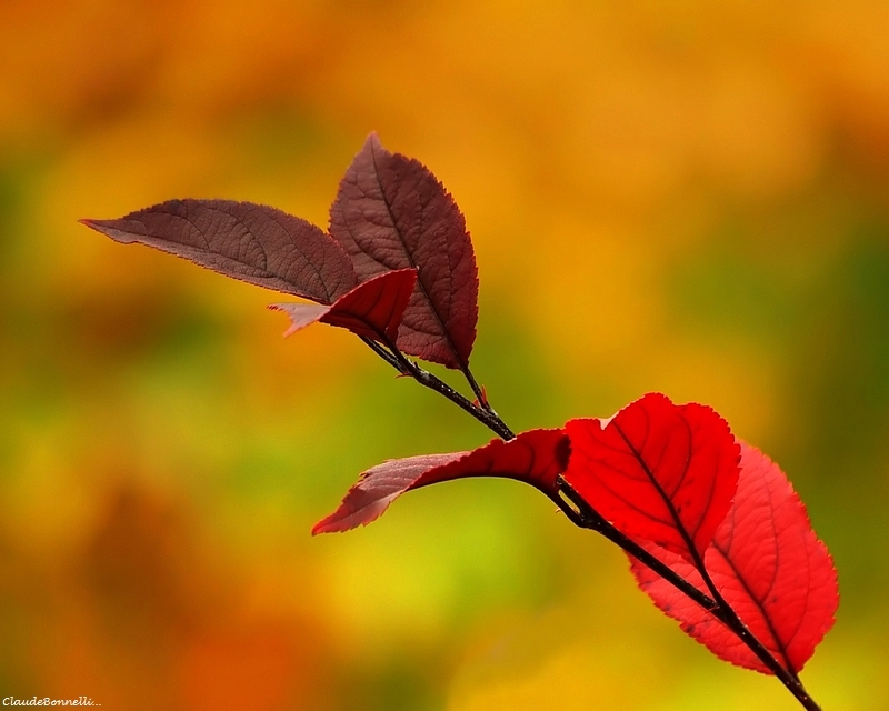 feuille-2.jpg.d81d1977bea8f4013fd8035d5b351055.jpg