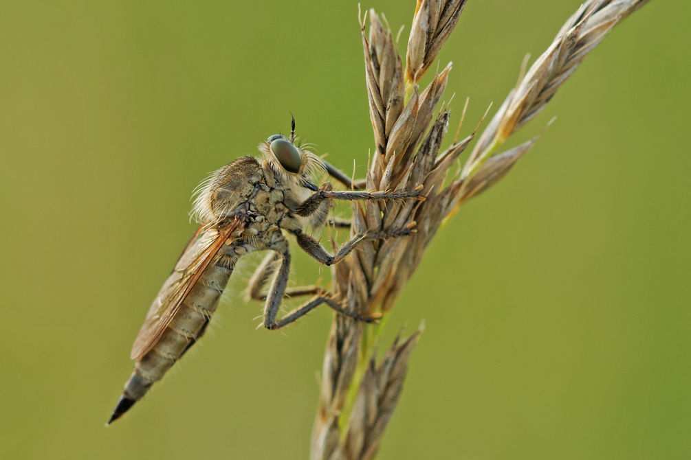 1053044283_2012-06-27Asilidae2.thumb.jpg.0738be6567398aac21d474f3628f5146.jpg
