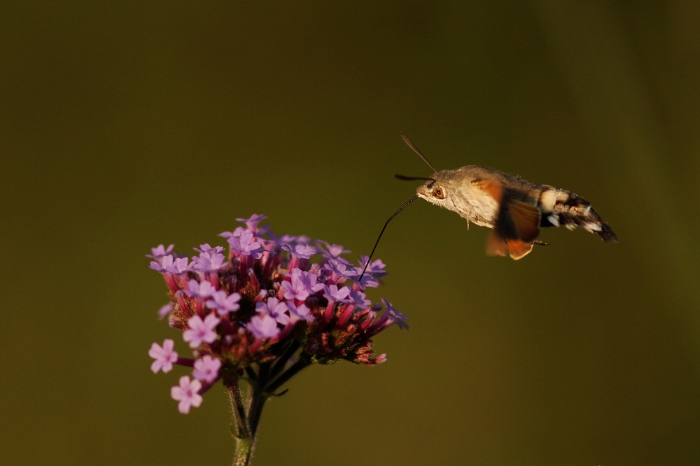 1125174655_2013-07-13Moro-sphinx5-border.jpg.a4f5409d3beb1729326b92d2f50cf5e2.jpg