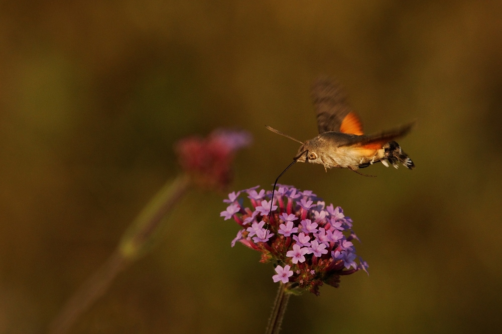 1188715899_2013-07-13Moro-sphinx10-border.jpg.7b0772ce1f7c10eb97a5b403d06af254.jpg