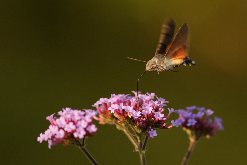 1245146364_2013-07-13Moro-sphinx3-border.jpg.e3a92947fcfe1fca93af992e207031ea.jpg
