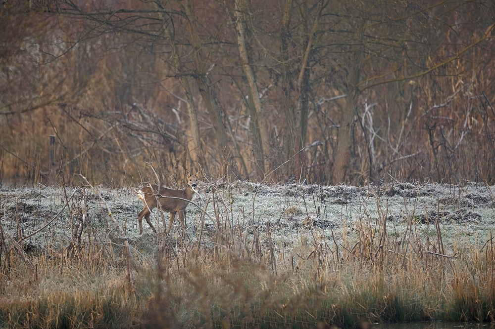 180A0170_DxO-border.jpg.1d43ef6a60b3a9491703b86fcd1ec909.jpg