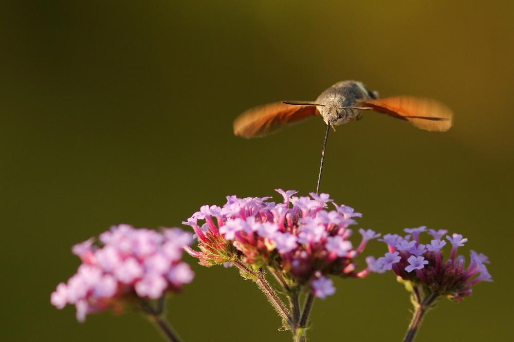 1891172903_2013-07-13Moro-sphinx2-border.jpg.81a0611f3ebedce55c3af75d385bcaab.jpg
