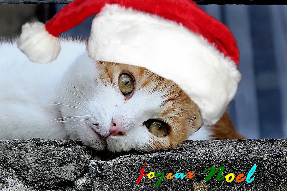 336428136_JoyeuxnoelLucie.JPG.02d1ff9fcd4decf1b827971d77032fa5.JPG