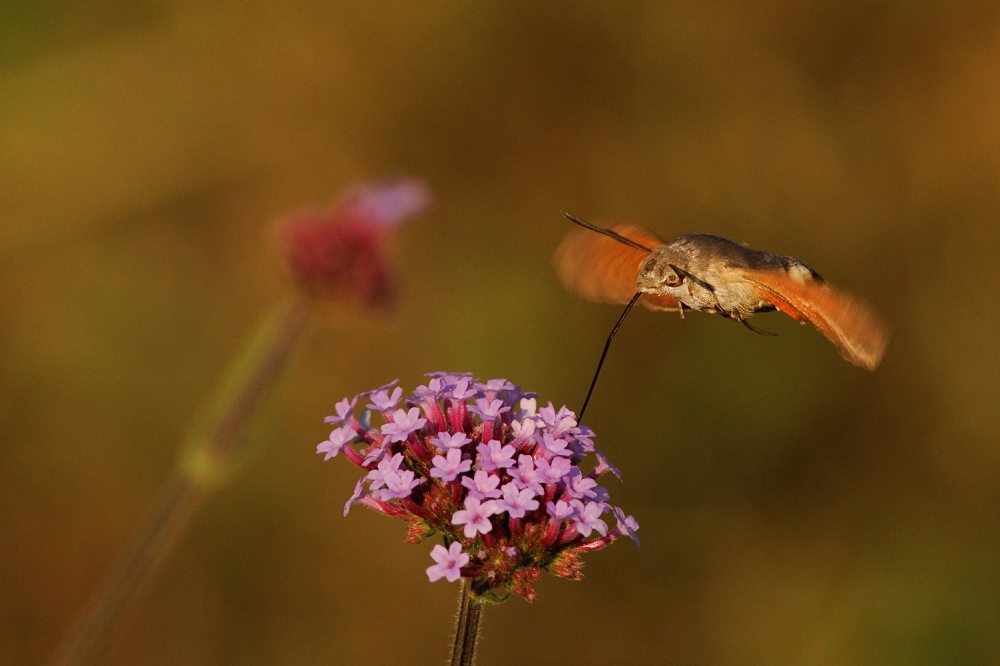 593715828_2013-07-13Moro-sphinx9-border.jpg.eca74139bafc608891964522f64b67b5.jpg