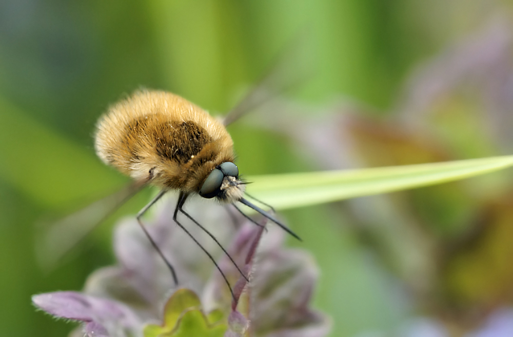 63014196_26-04-2010Bombyle3.jpg.6c41da412868ae38f60a26831f5a76ed.jpg