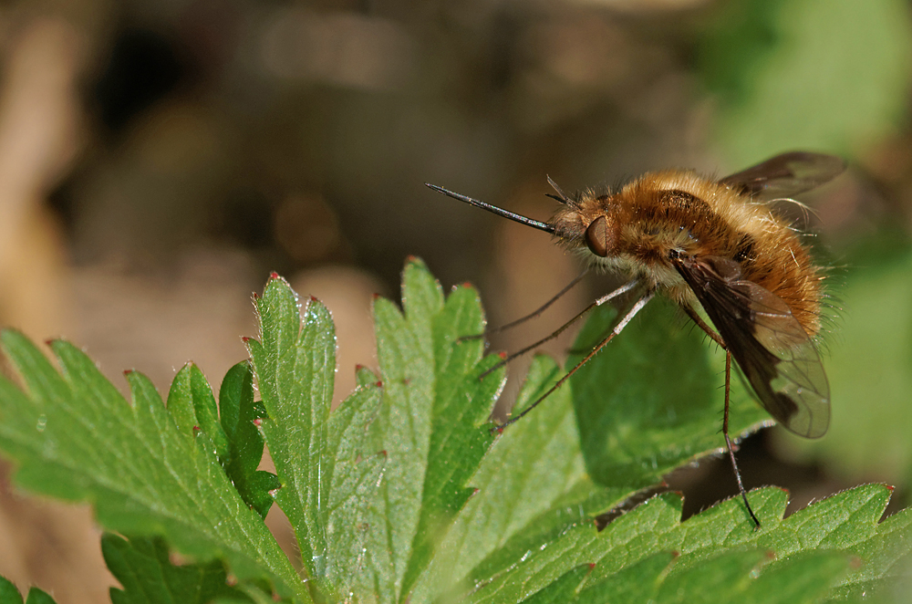 717711626_2011-04-09Bombyle2.jpg.79e2c607921e0c83d9b896800de272be.jpg
