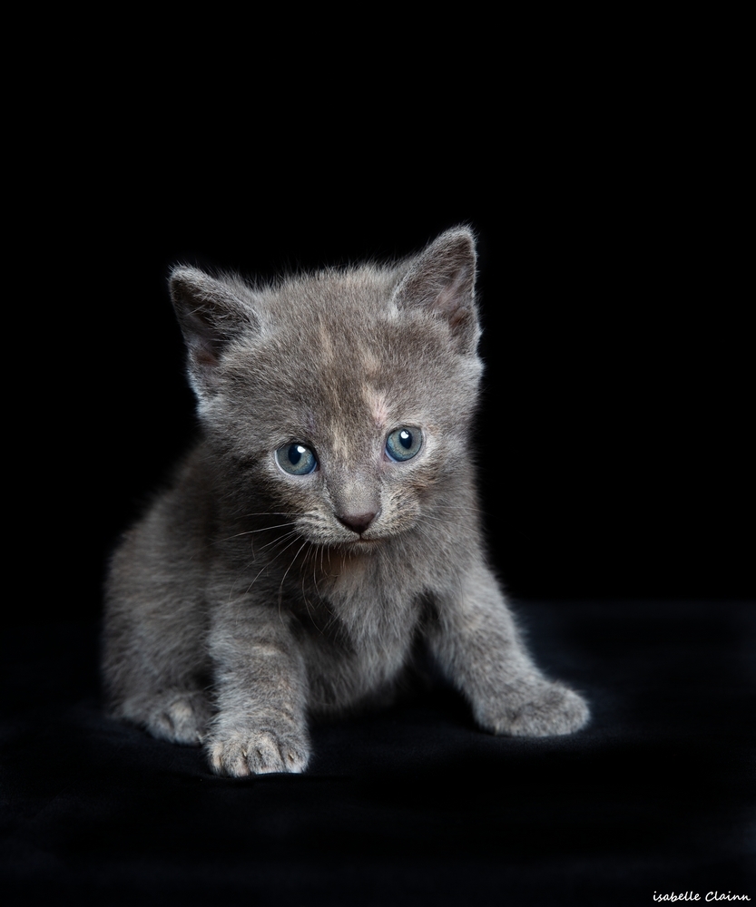 chaton 1fp.jpg