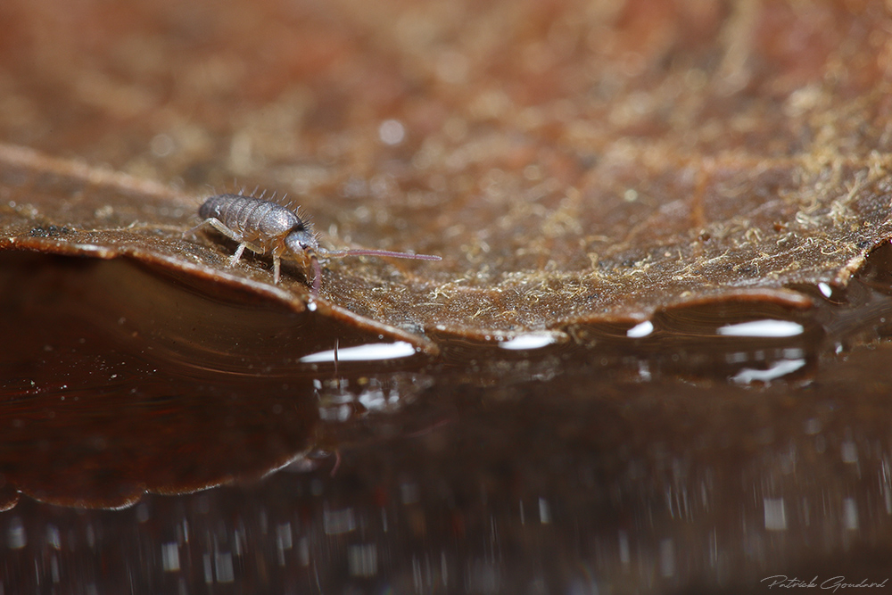 IMG_1150_entomobryomorphe.jpg.2e3f0b3f47c030c5b9e563a82e2dbc95.jpg