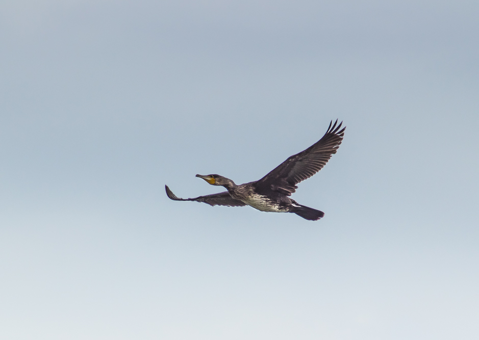 IMG_4024.jpg.4e8f7c3d6a86e18ec21aa3f612832a4c.jpg