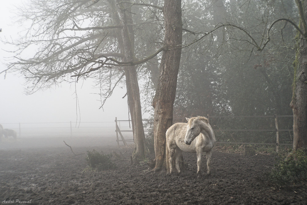 Dans la purée de pois