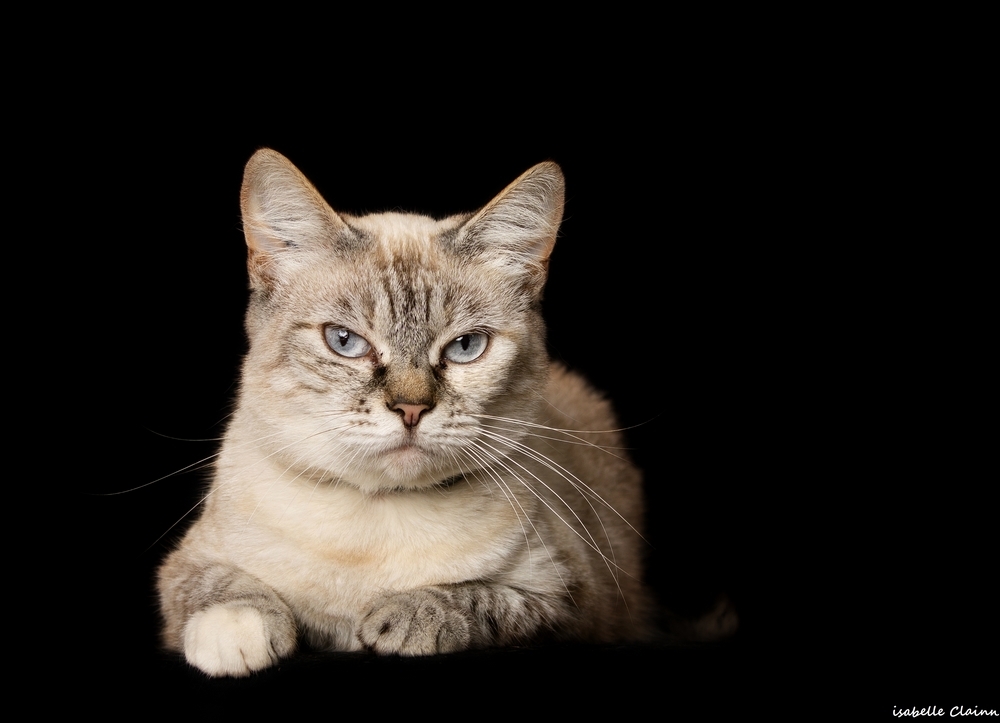 chat joue - Copiefp.jpg