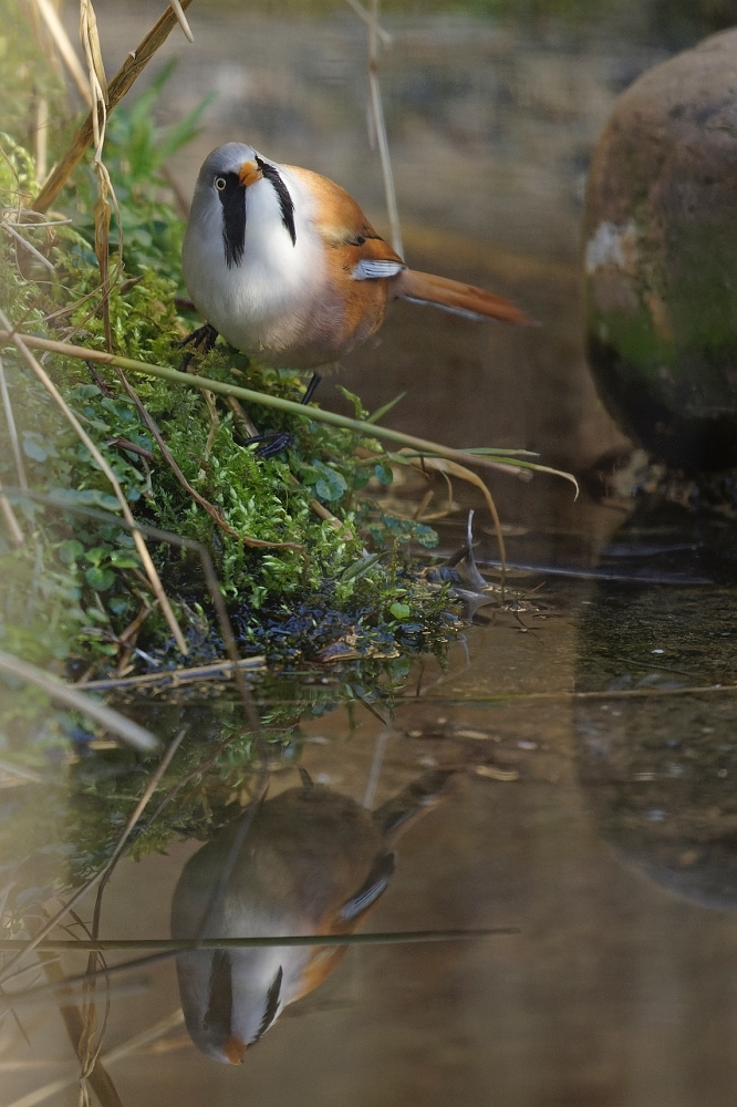 180A1366_DxO-border.jpg.dbbc0ae9b306dbb841138fb0c1597b2d.jpg
