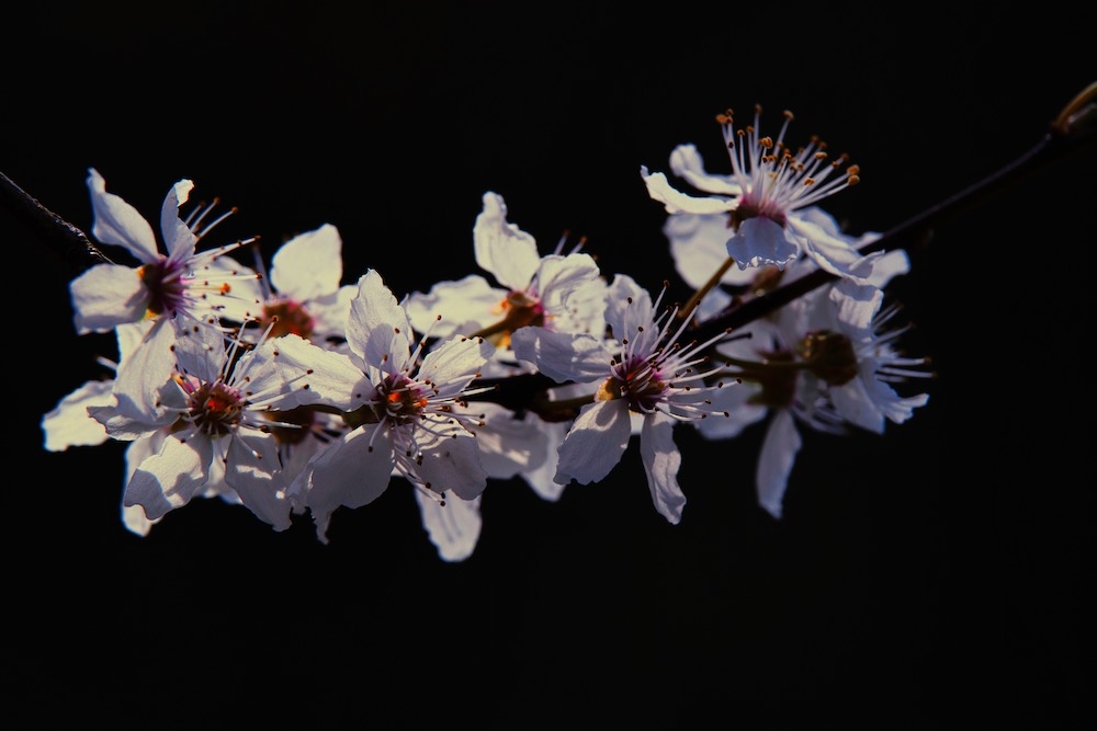 51332484_fleurdecerisier.jpeg.eba08bed47a260b1f79a69819da577aa.jpeg