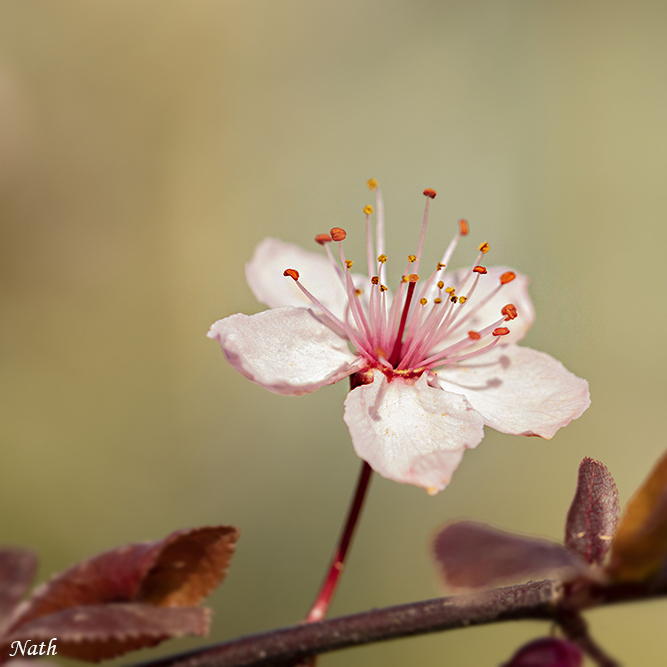 730591216_Cerisierfleurs_3.jpg.93f1084e85dd2caf6c19b7cca353de20.jpg