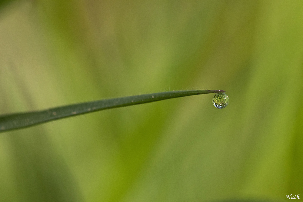 Goutte_1.jpg.dfb21efda5afc56bd950d9259e672db1.jpg