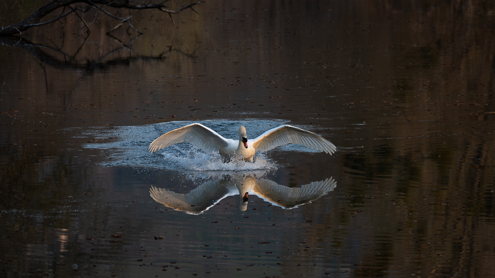 Cygne tuberculé – Neuchâtel (CH) – amerrissage