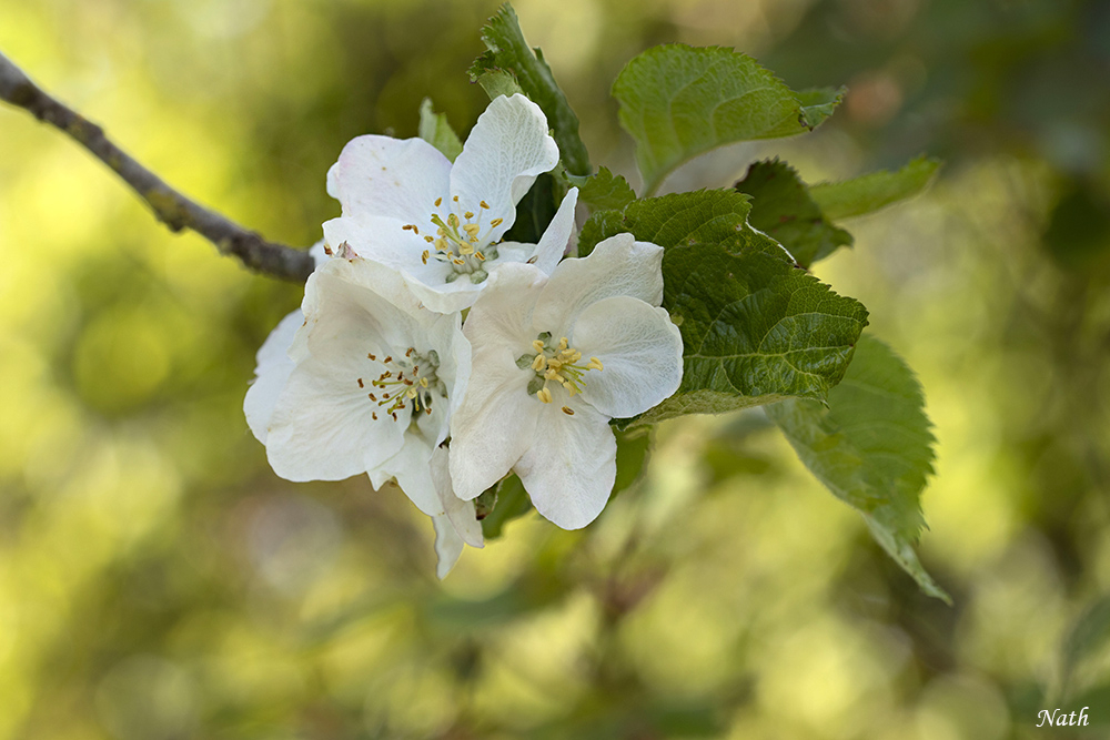 1010331543_Fleursdepommier.jpg.87da8e245fb53afe8f828b10364c064e.jpg