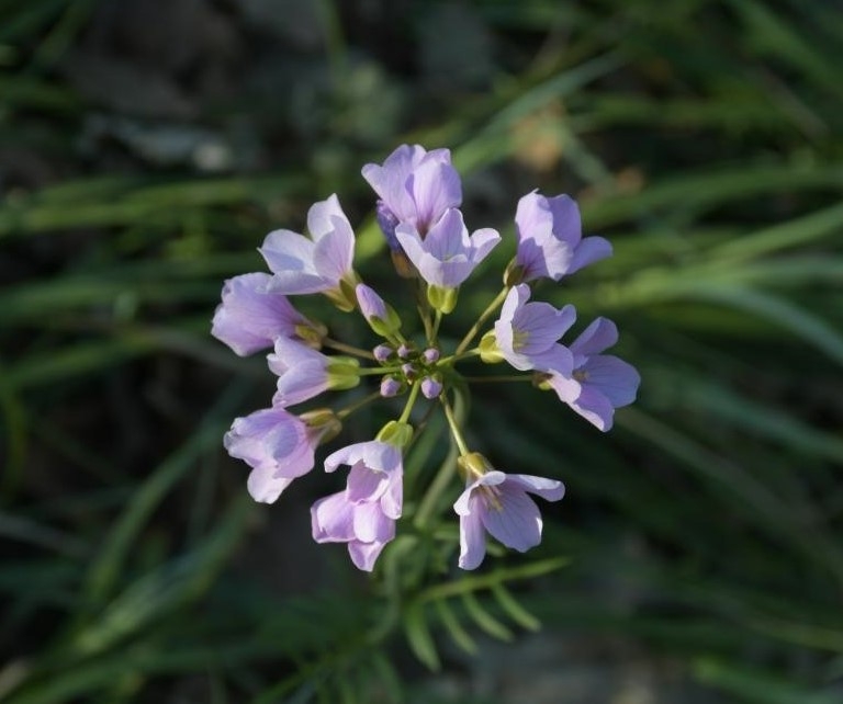 1026740037_Cardaminepratensis.jpg.e9d32a8e7c016295b2f18e644bd59c33.jpg