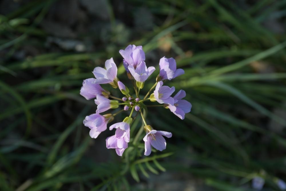 1142250463_Cardaminepratensis.jpg.783aee0b152eb63a0031ccb8a70a64ad.jpg
