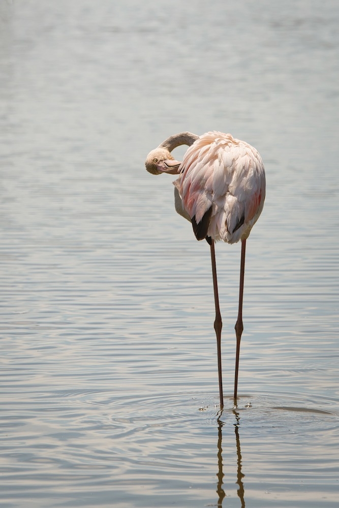 1171335568_Flamant3.jpeg.b9d22020ff4deb02309ac8c3cdcbaa03.jpeg