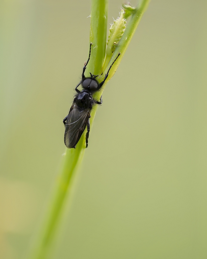 1502220662_BibiomarciStackde23imagesDSC_18721894.jpg.de77ed5a661319870bd47be899a7f4a4.jpg