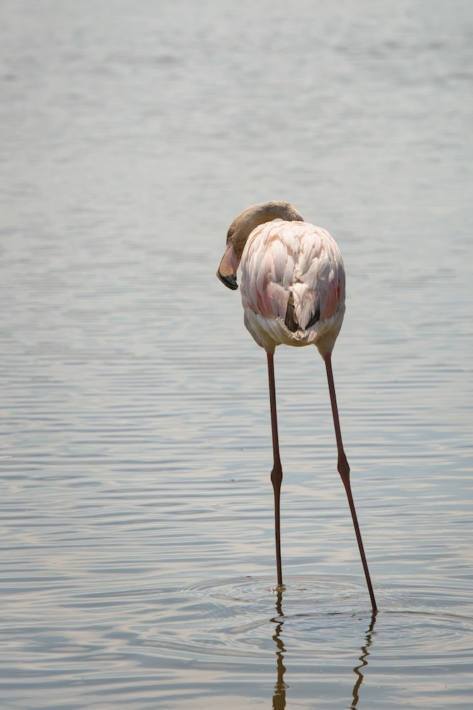 225605633_Flamant2.jpeg.85af4d5490dfeff63ee27e5994630bc2.jpeg