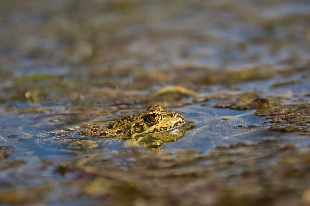 53385549_grenouille1.jpeg.d49e7264f8585fadf73ab67de84b8227.jpeg