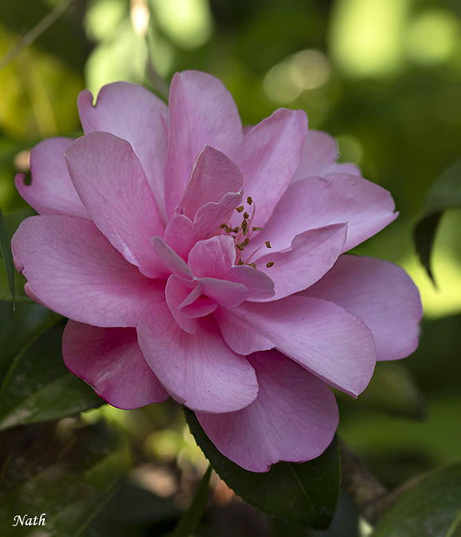 Rhodo.jpg.6e46fb91afe2544b8f330a17e1fa42ac.jpg