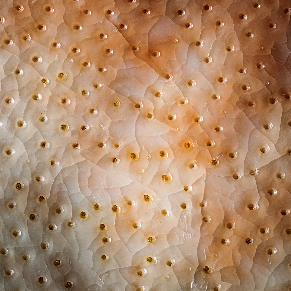 frp226.jpg.d02717d449b62e75004836f1d85583e4.jpg