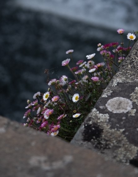 photofleurcrop.jpg.a38561ffcc3dd11eba8e19dd3660daea.jpg