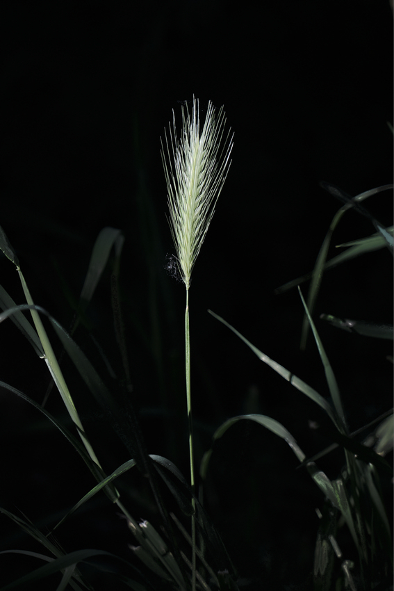 VHA09242_C1 1.jpg