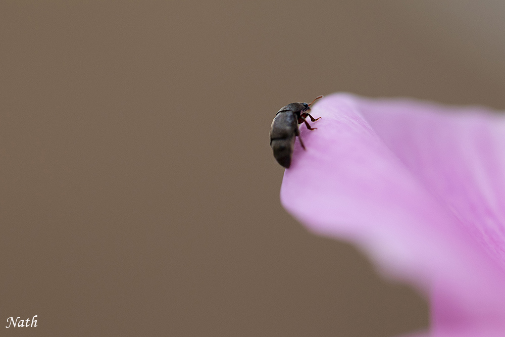 1268339714_Petitscarab_1.jpg.9b945d51007fffb7663337ada61ad2f6.jpg