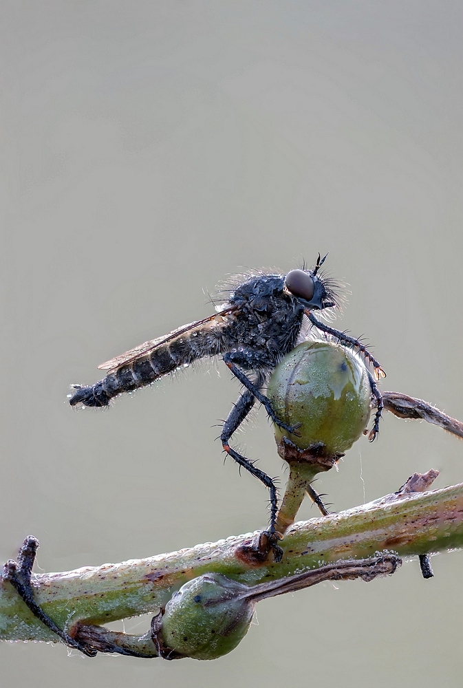 1505954523_MoucheatoisonouAsilidaeStackde35imagesDSC_26432677.jpg.b6a3f4989eae4025c1d0339dce0a09d0.jpg