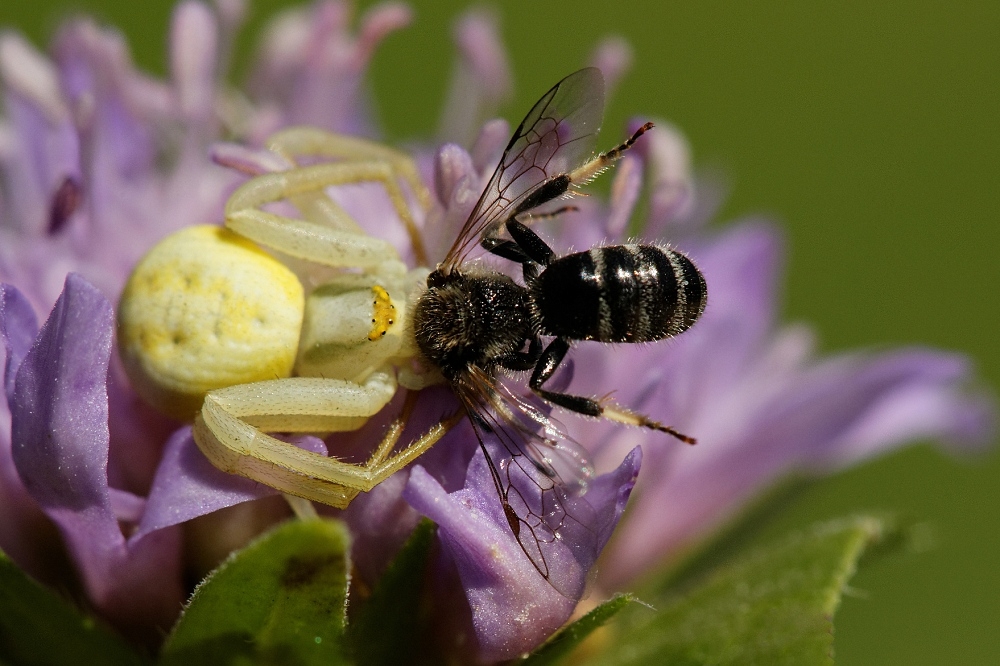 1577091625_2012-07-23Araignecrabeetsaproie5-border.jpg.b9046bb5c4adba7c355533cdaac355b1.jpg