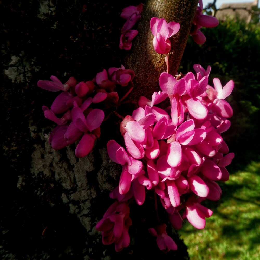 1753636597_IMG_6950_Nik_DxO-01-01.jpeg.169266b2139ada3c72fcf066e97edf7c.jpeg