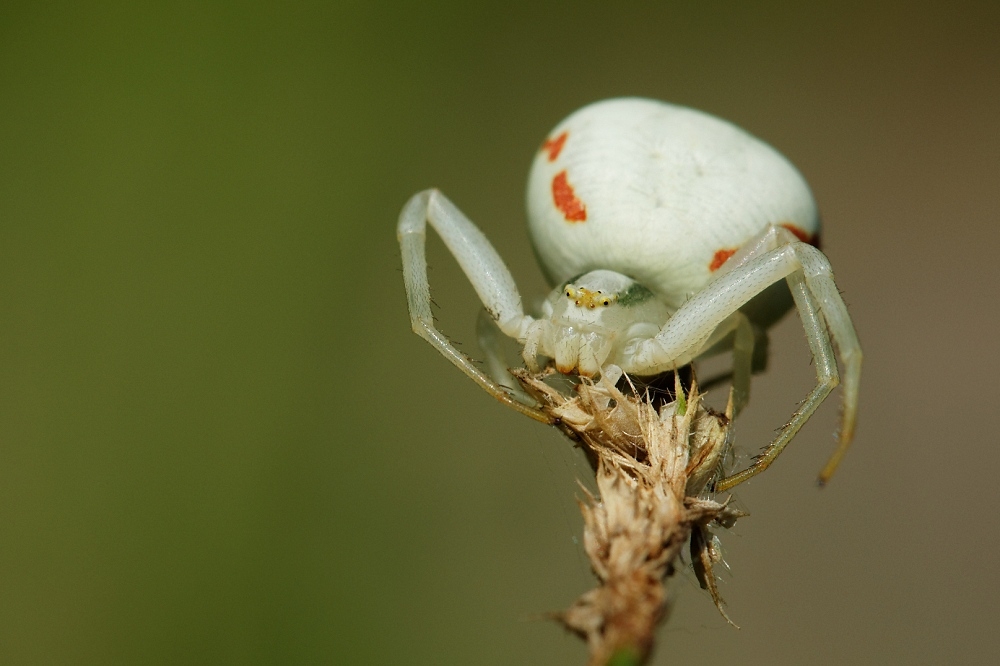 1809742496_2012-08-11Araignecrabe1-border.jpg.c3946298dc6391d983786d839552835c.jpg