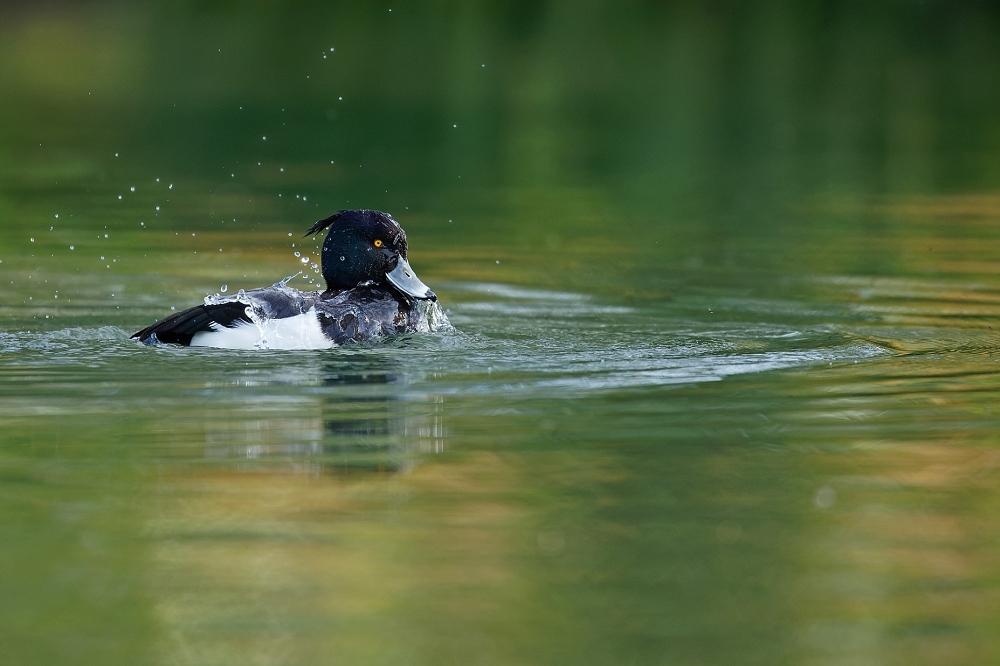 180A3747_DxO-border.jpg.581b1d9ad1a6662c6954965ab3acce3b.jpg