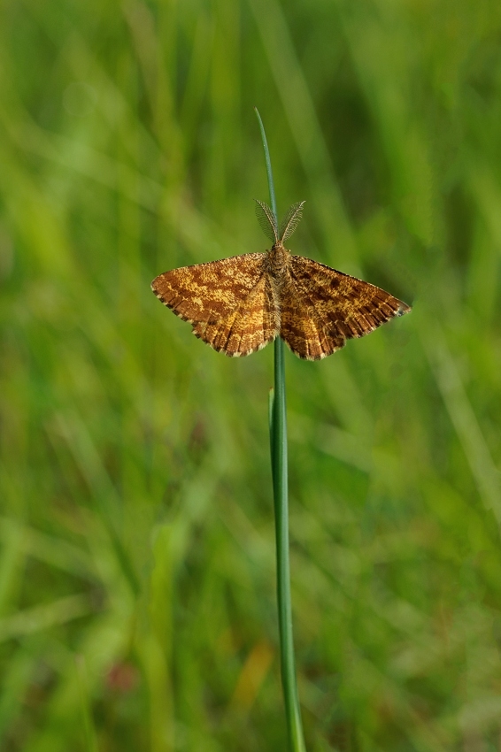 180A3946_DxO-border.jpg.a1cd3b8d60739ca623e6b23edb62712a.jpg
