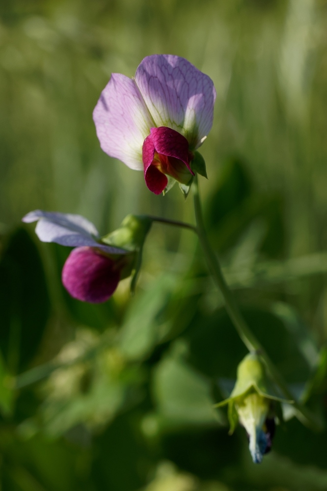 180A4061_DxO-border.jpg.5dd6b5bf7728b5c63723fb2113a9a0d0.jpg