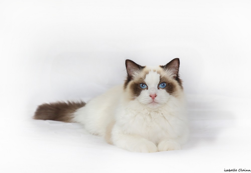 CHAT 17 - Copie.jpg