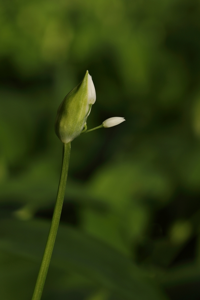 2G6A1589.JPG