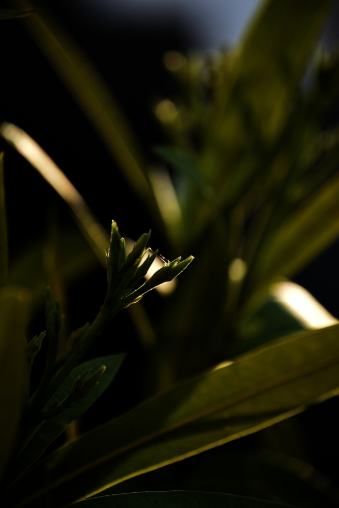 3.JPG.91a4a8101bc149427ef4c3466d25e14b.JPG