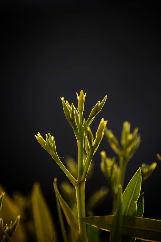 4.JPG.d31d008f49cb16a46f40148c8c945ec8.JPG