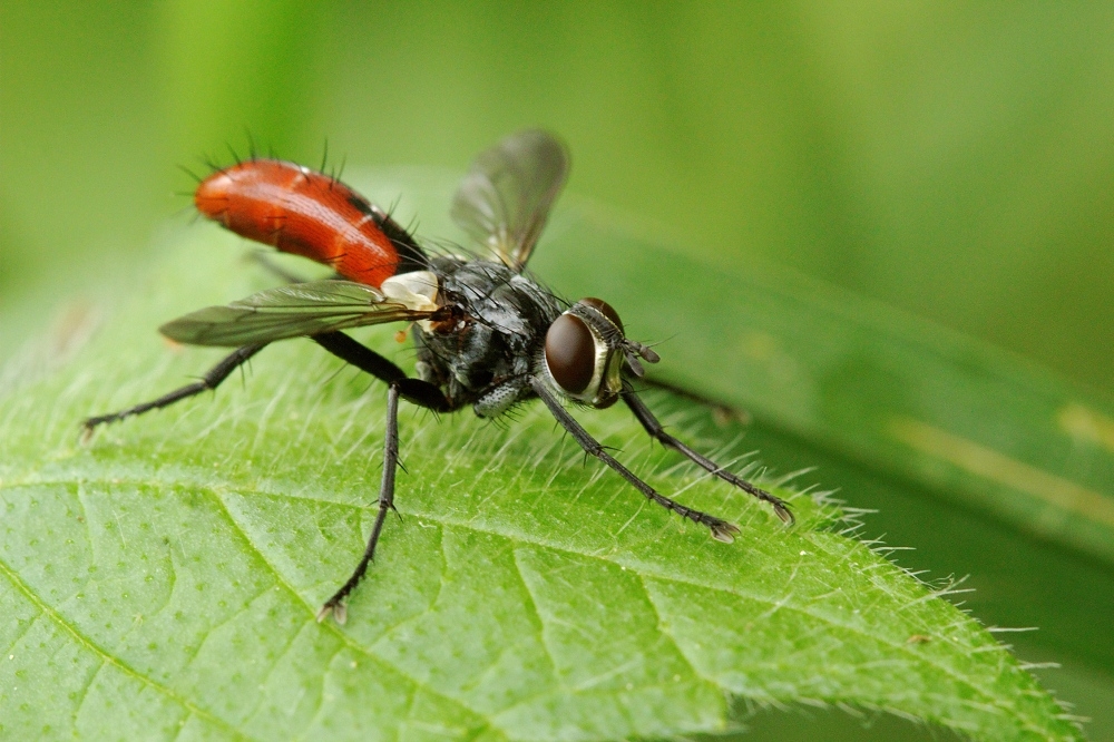 452521476_2013-06-14Moucheparasite3-border.jpg.00a5f569cc86fca026f87caed52223e4.jpg
